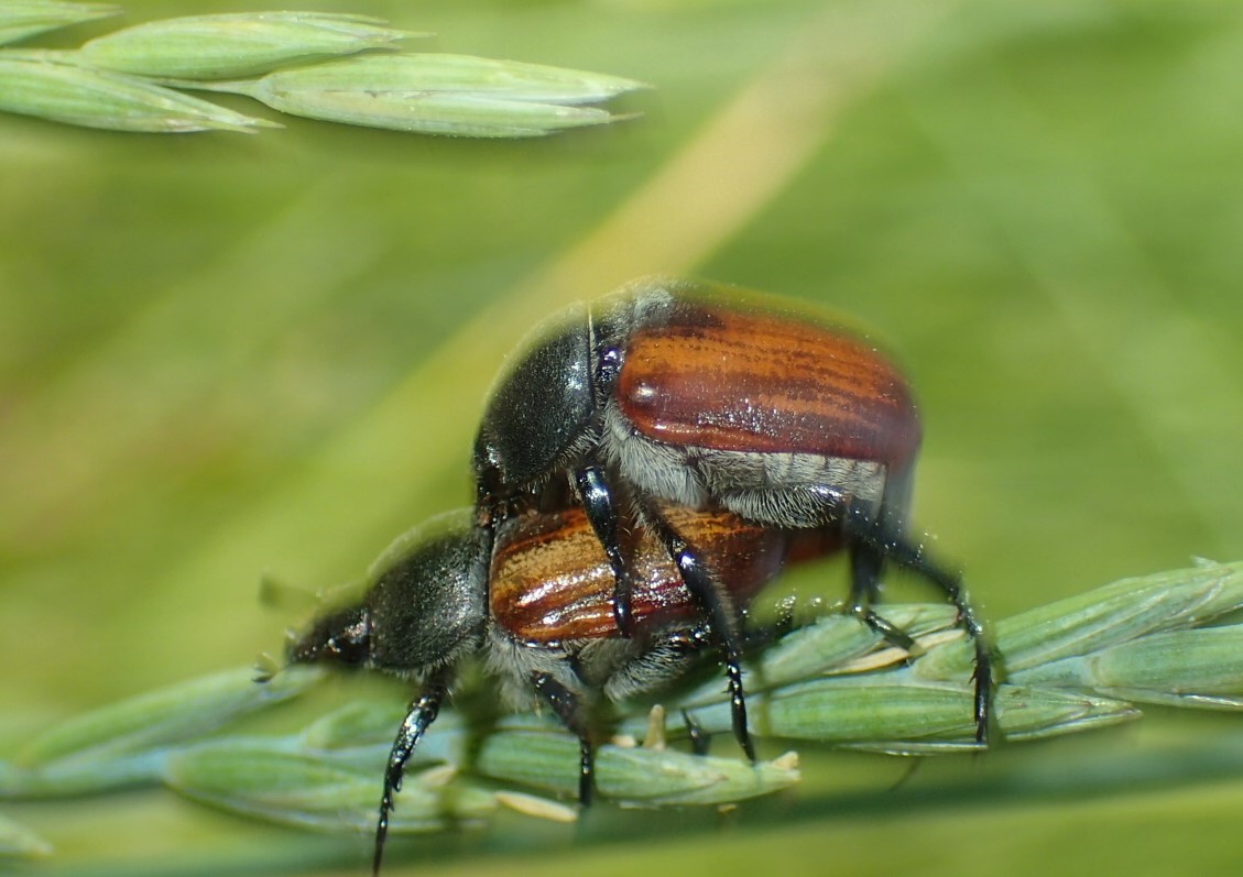 Rutelidae: Anisoplia cfr. tempestiva